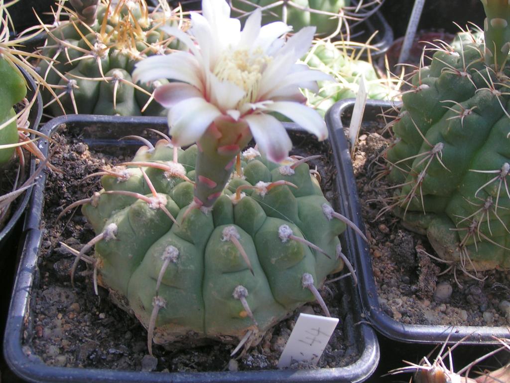 Gymnocalycium vatterii P 108 las Rabonas